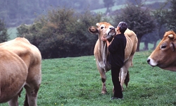Vaches de race parthenaise